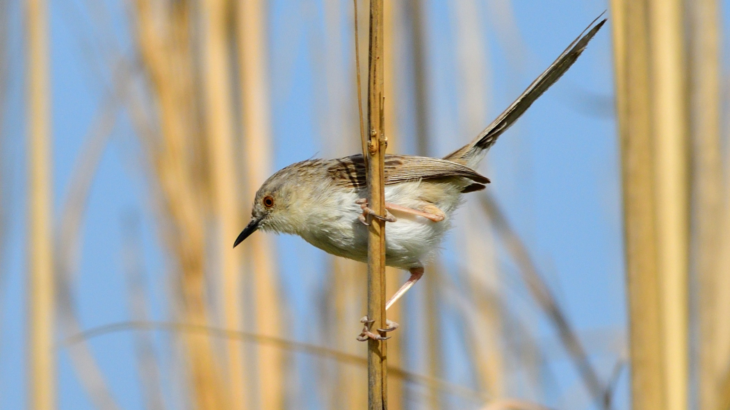 Delicate Prinia
