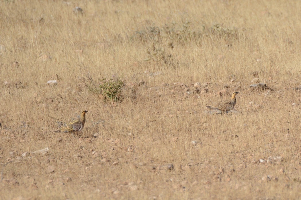 Pin-tailed Sandgrouse