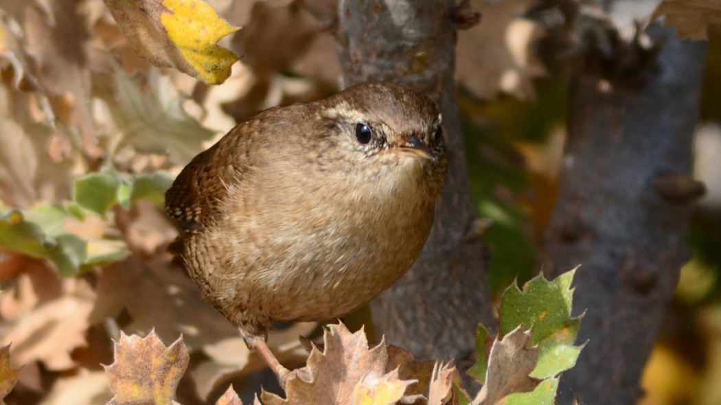 Eurasian Wren