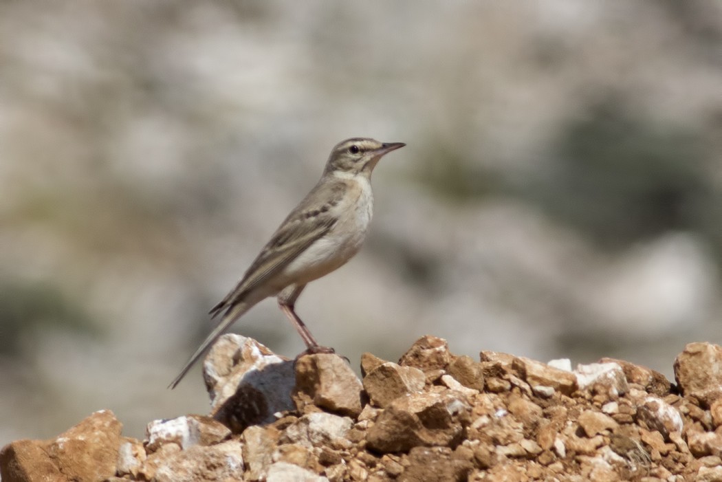 Tawny Pipit