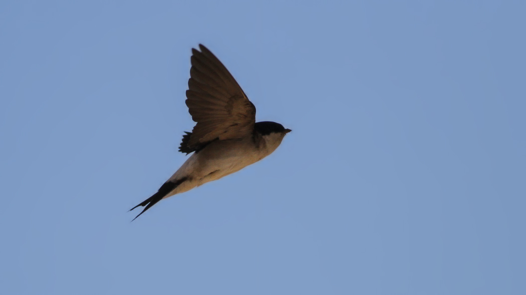 Western House Martin