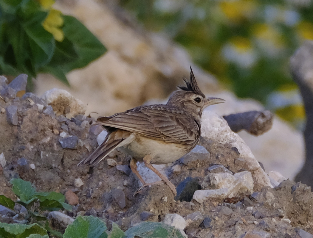Crested Lark