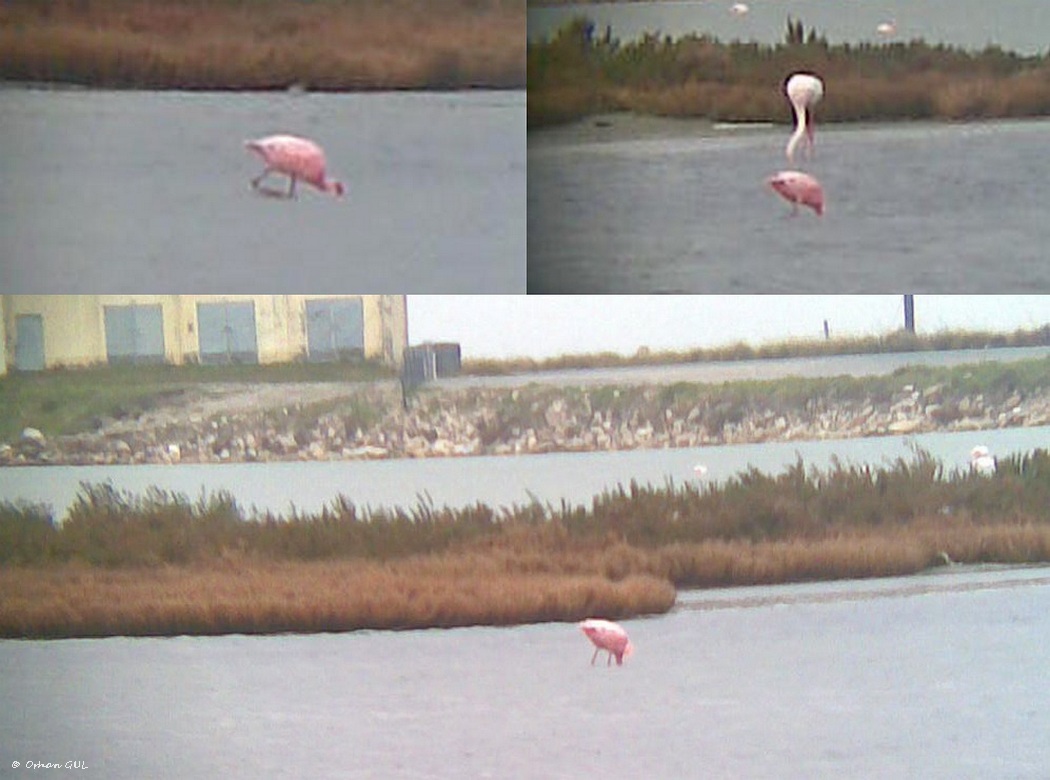 Küçük Flamingo