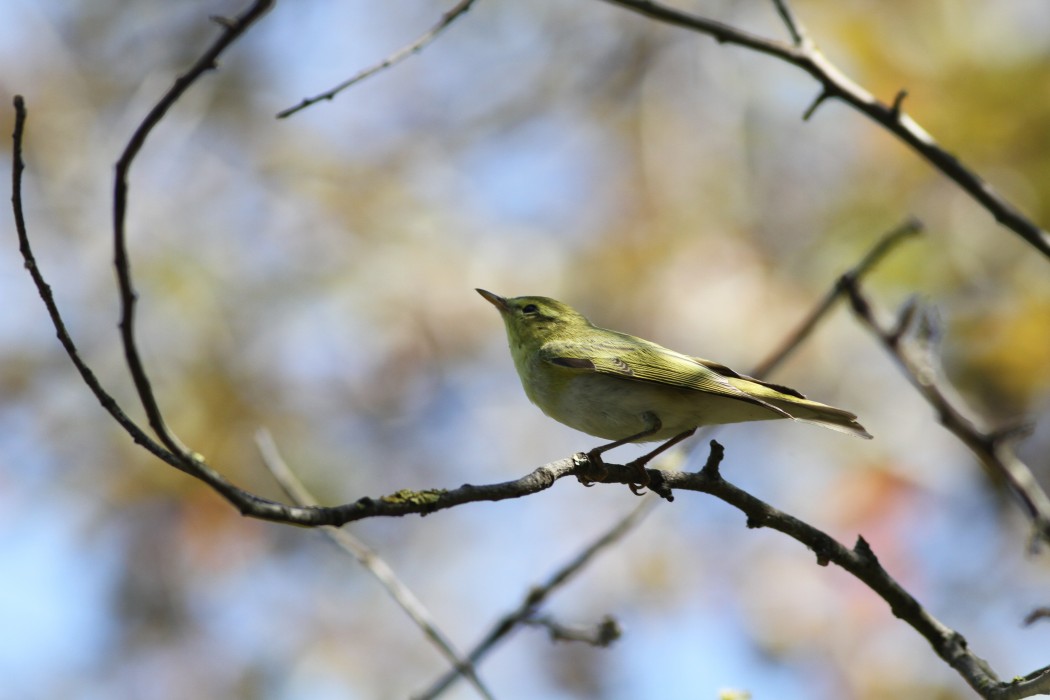 Wood Warbler