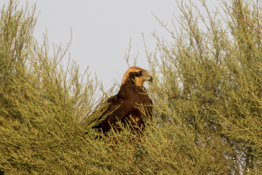 Western Marsh Harrier