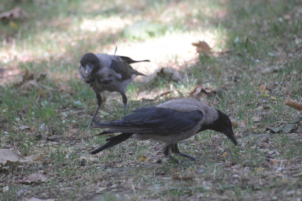 Hooded Crow