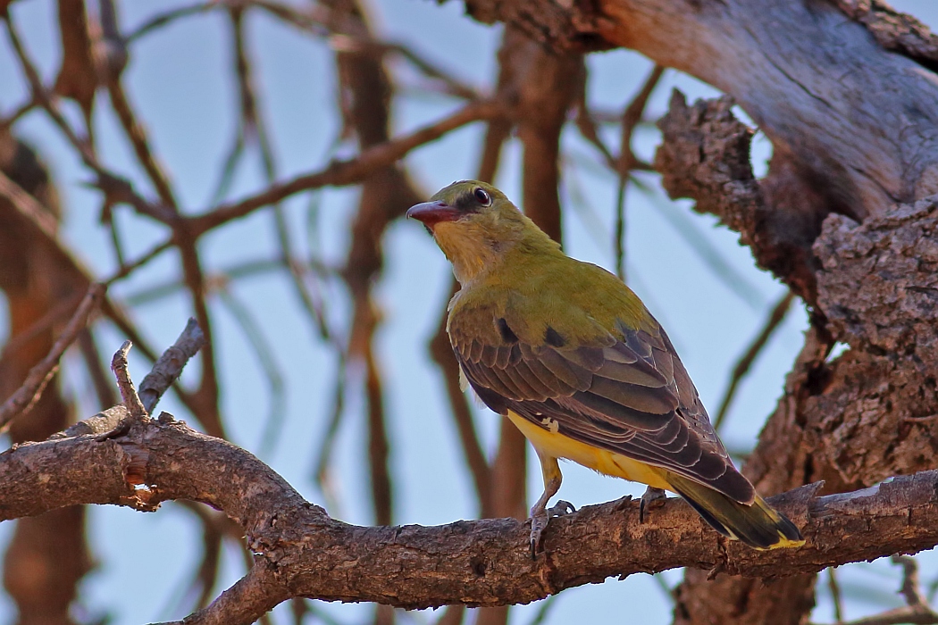 Eurasian Golden Oriole