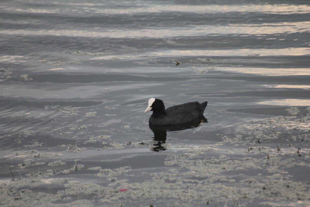 Eurasian Coot