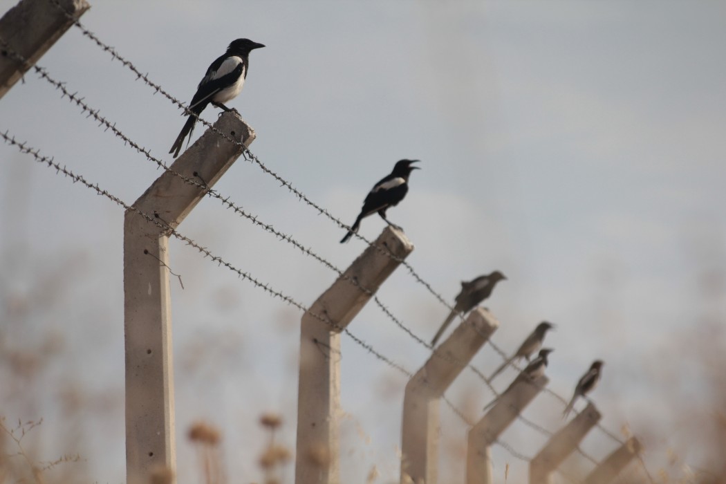 Eurasian Magpie