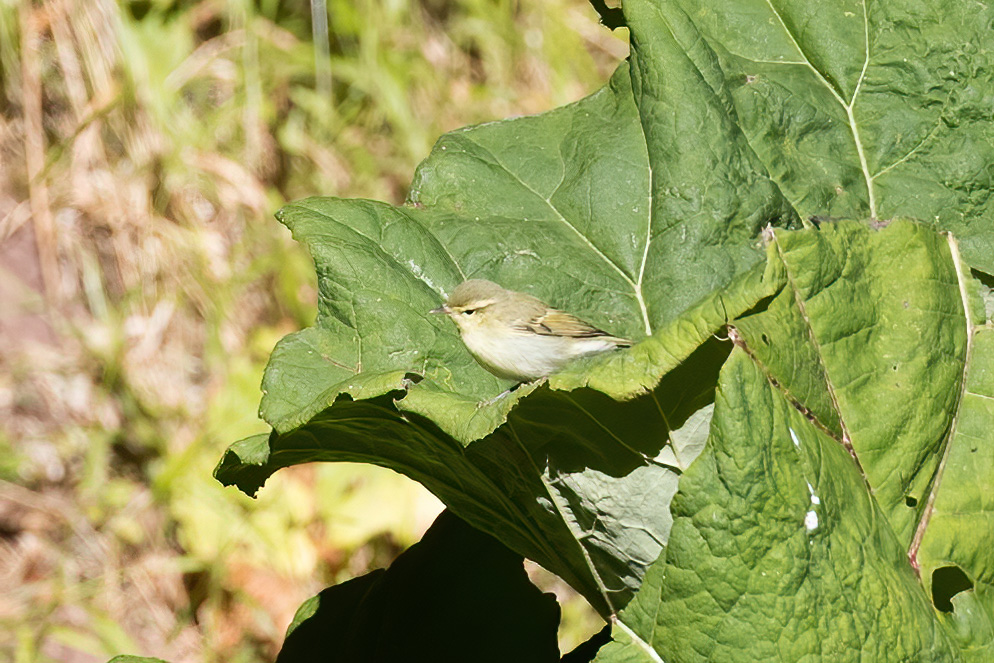 Green Warbler