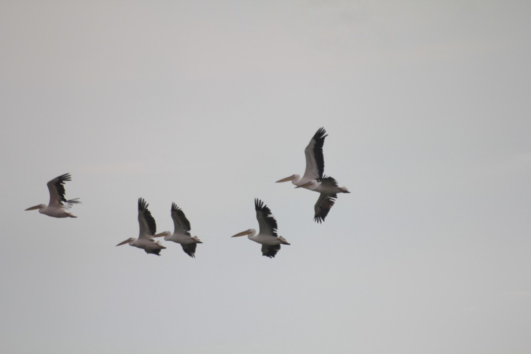 Great White Pelican