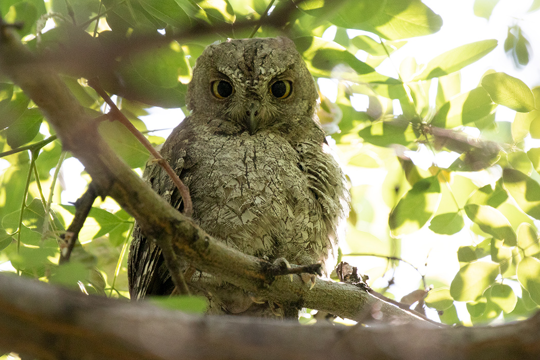 Eurasian Scops Owl