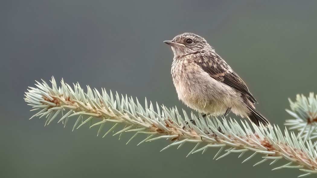 European Stonechat