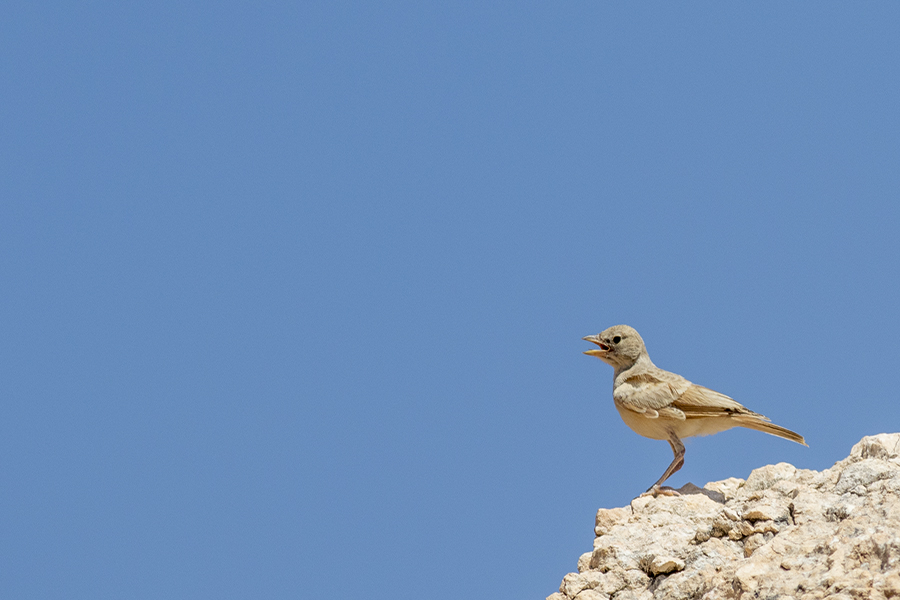 Desert Lark