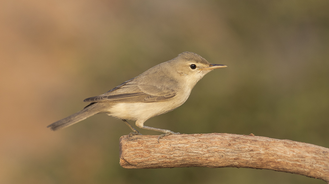 Eastern Olivaceous Warbler