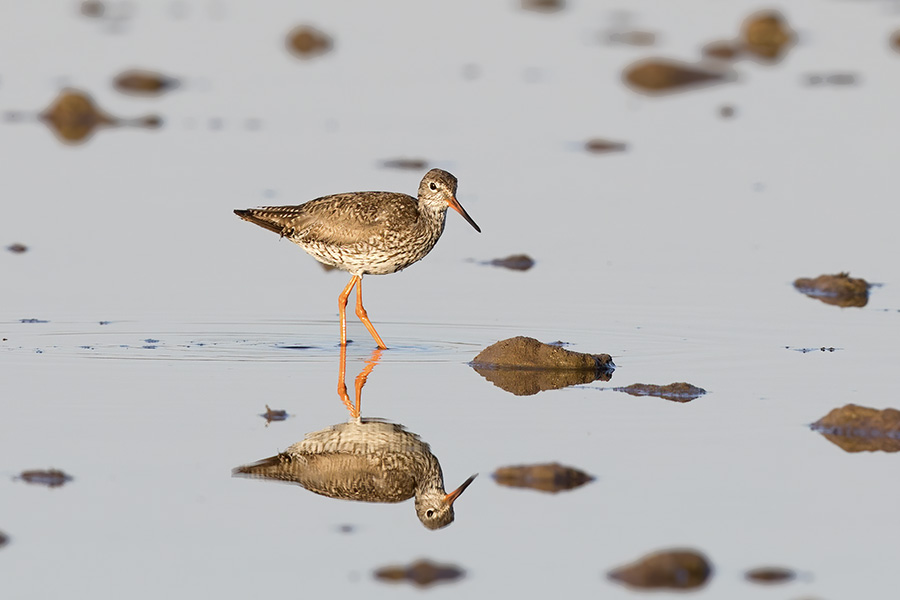 Common Redshank