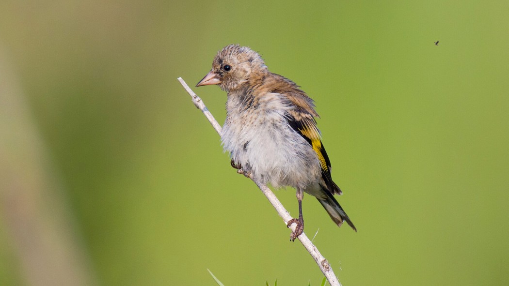 European Goldfinch