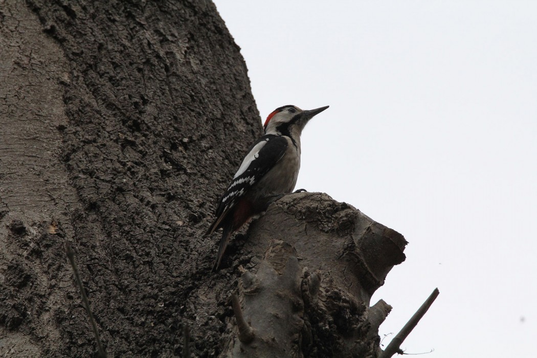 Syrian Woodpecker