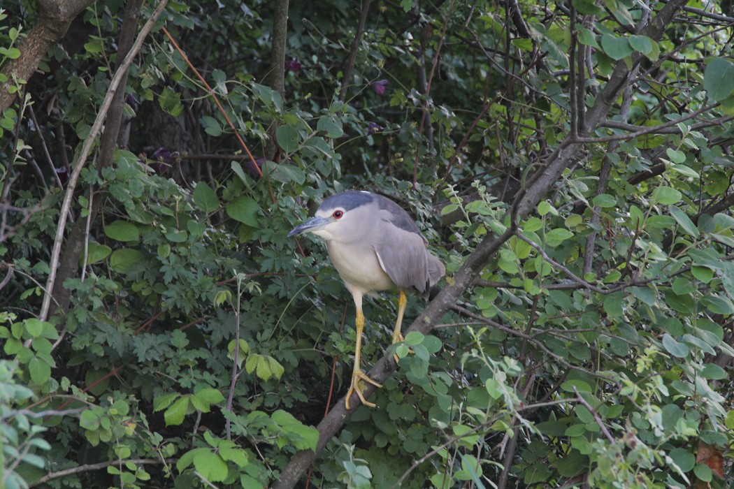 Black-crowned Night Heron