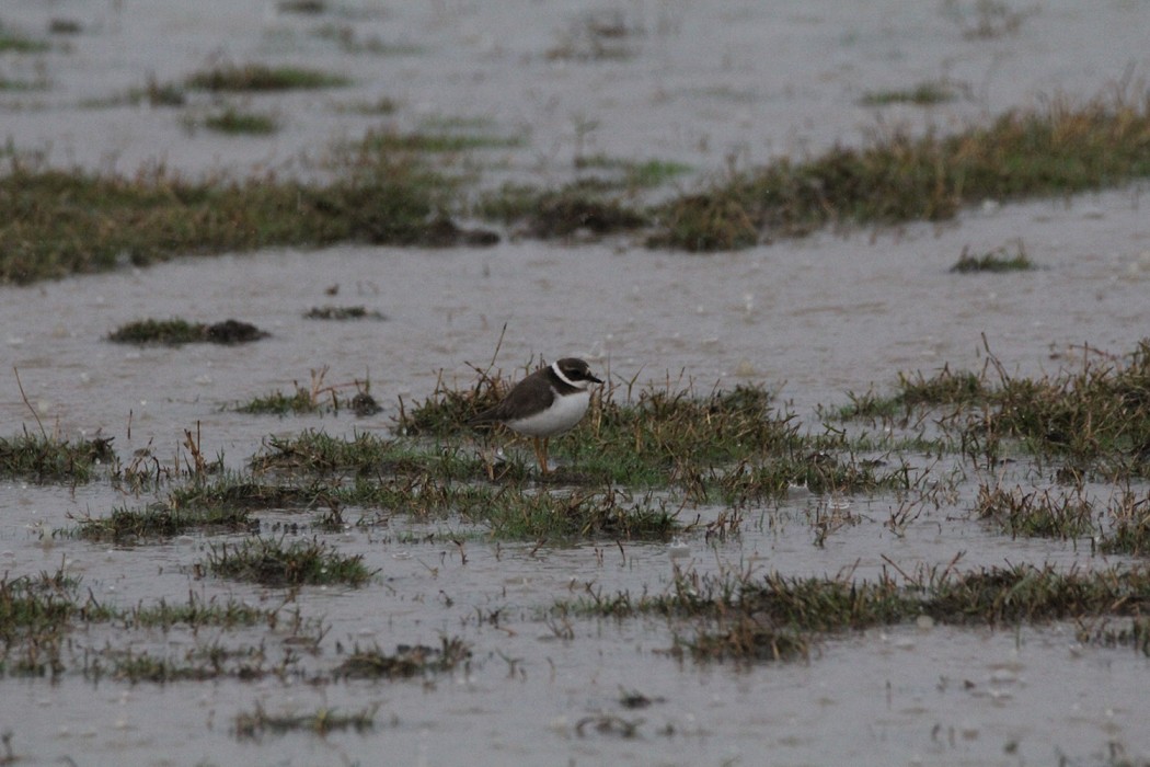 Common Ringed Plover