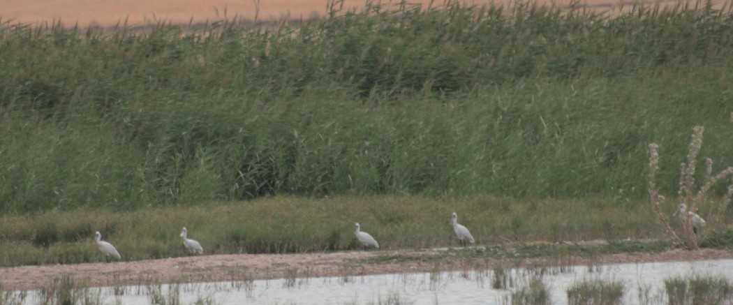 Eurasian Spoonbill