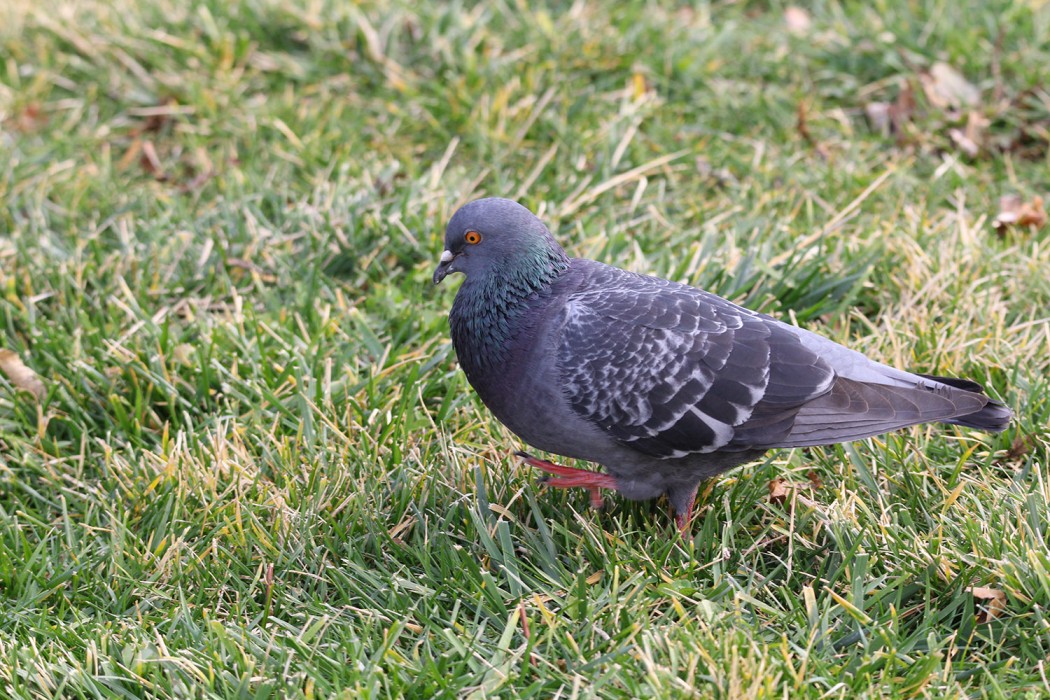 Common Wood Pigeon