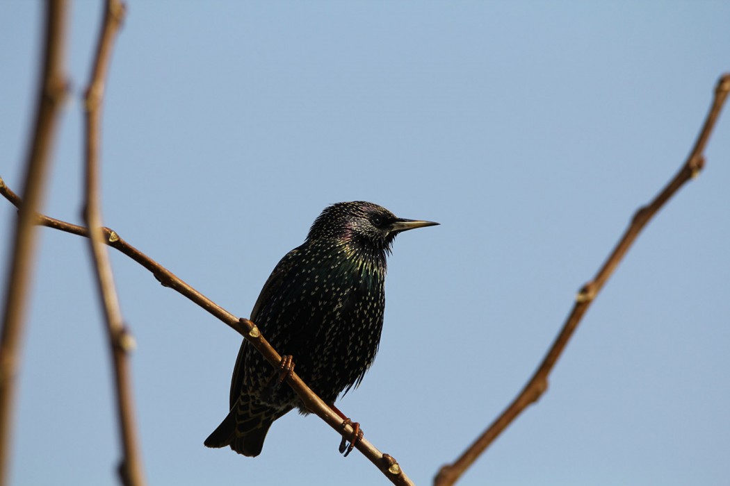 Common Starling