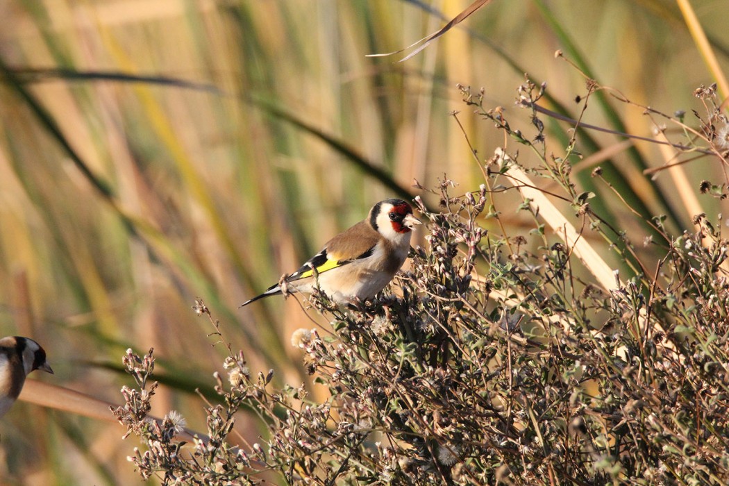 European Goldfinch