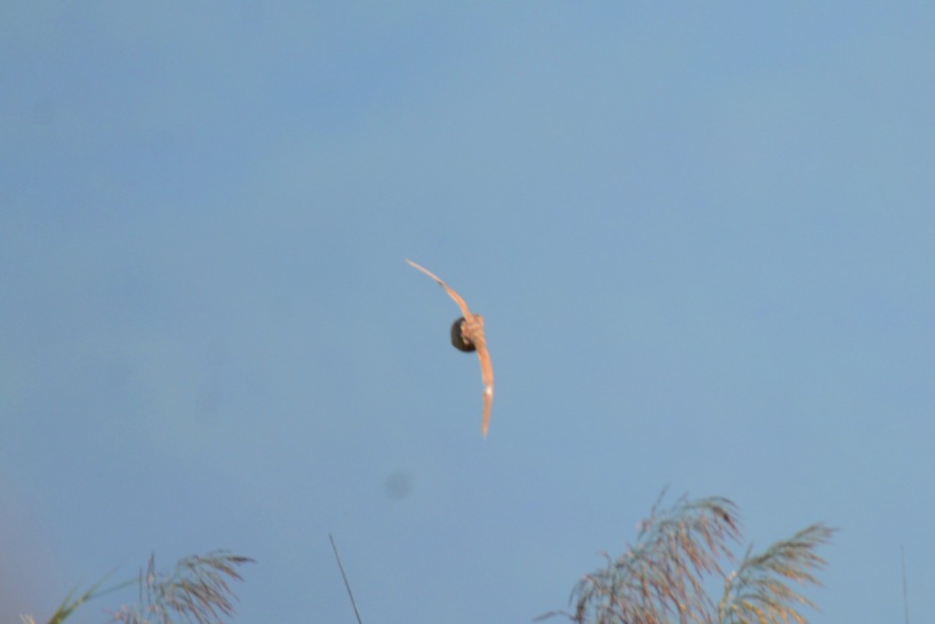 Common Quail