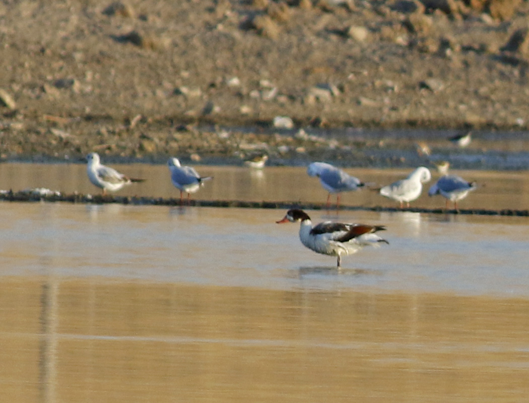 Common Shelduck