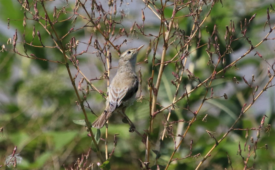 Booted Warbler