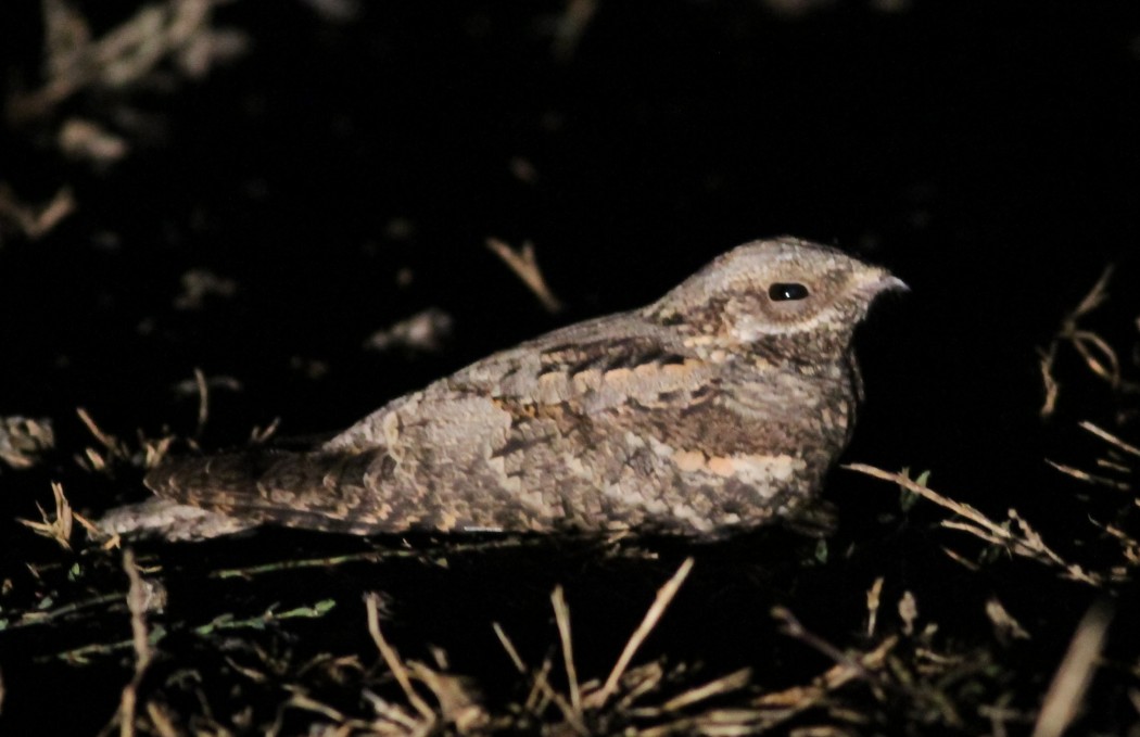 European Nightjar
