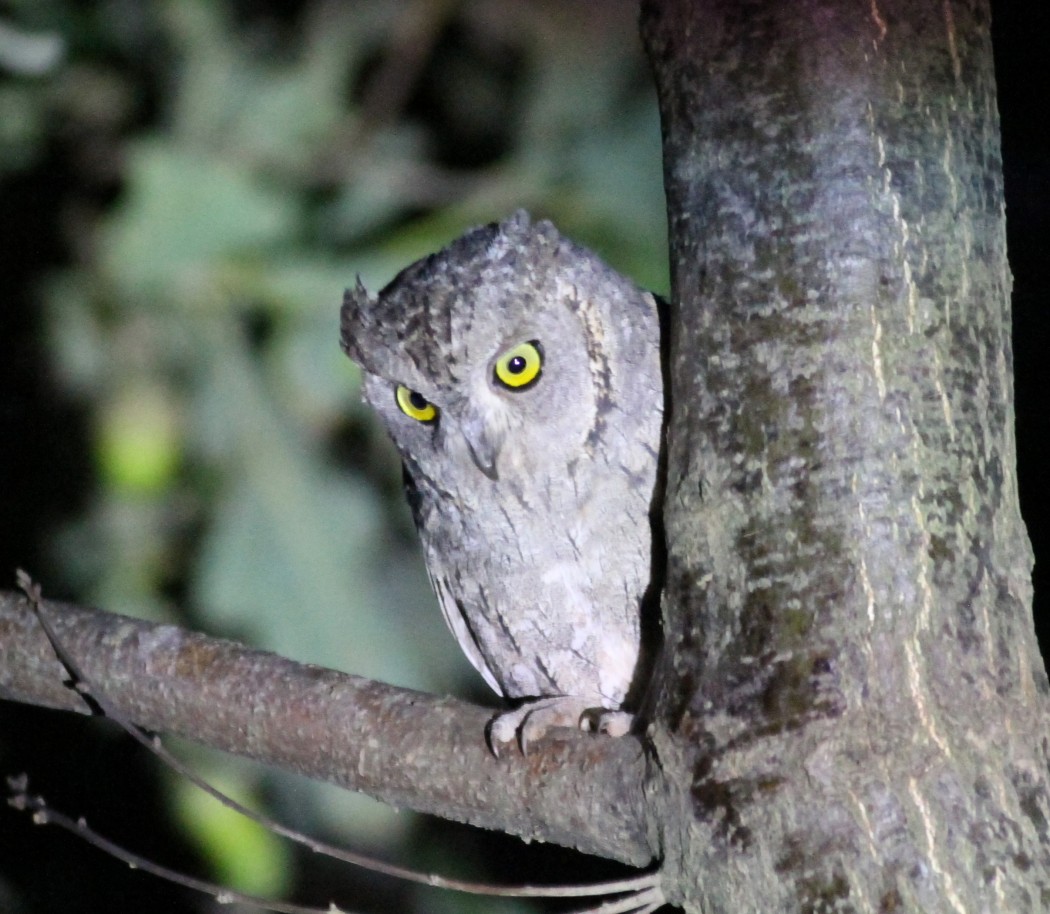 Eurasian Scops Owl