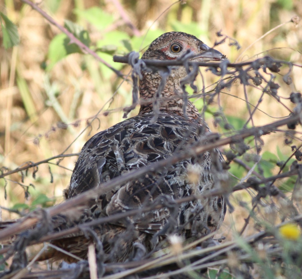 Common Pheasant