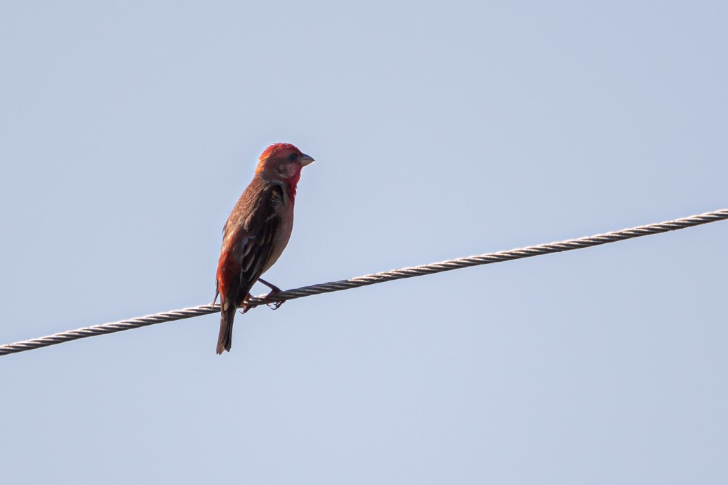 Common Rosefinch