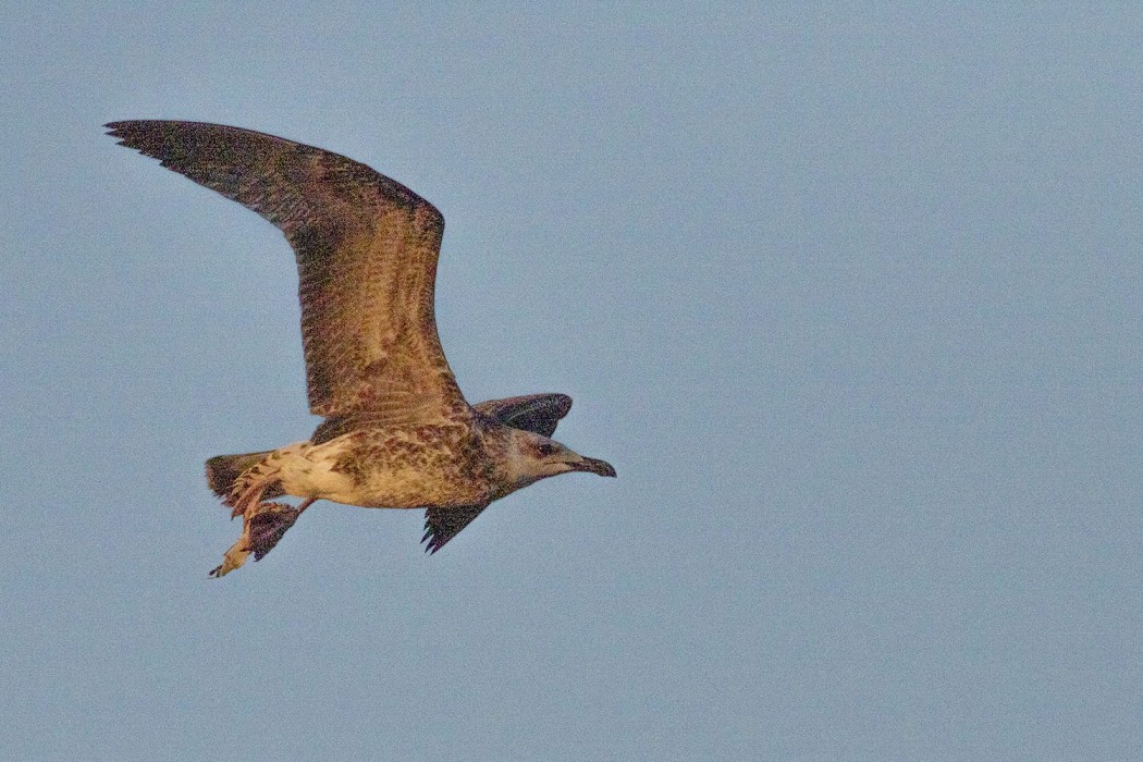 Yellow-legged Gull
