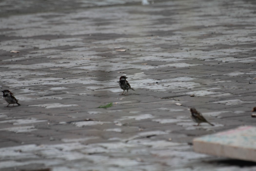 House Sparrow
