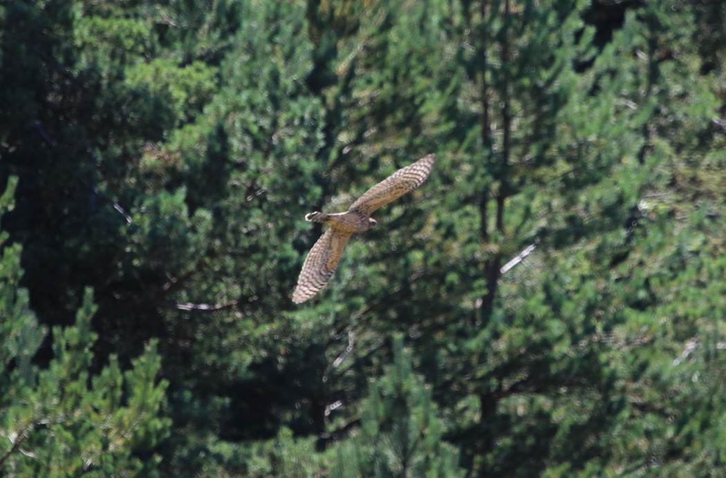 Eurasian Goshawk