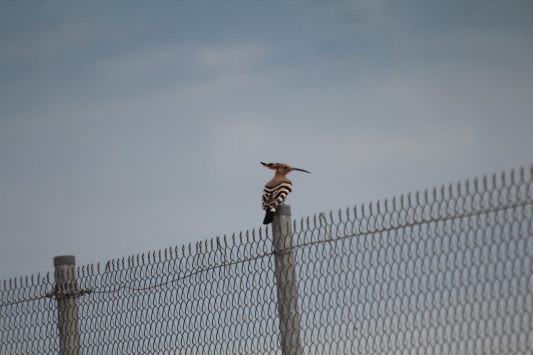 Common Hoopoe