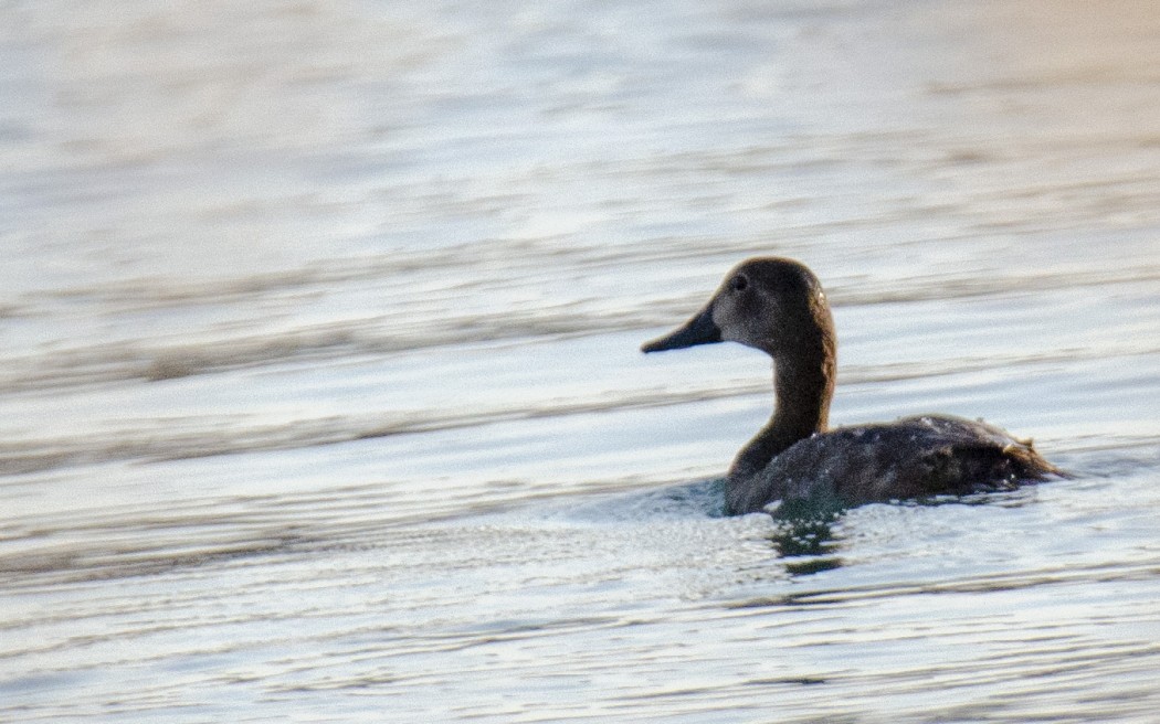 Common Pochard
