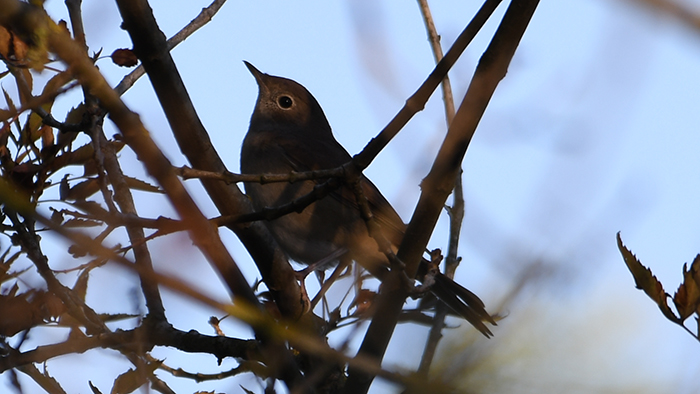 Common Nightingale