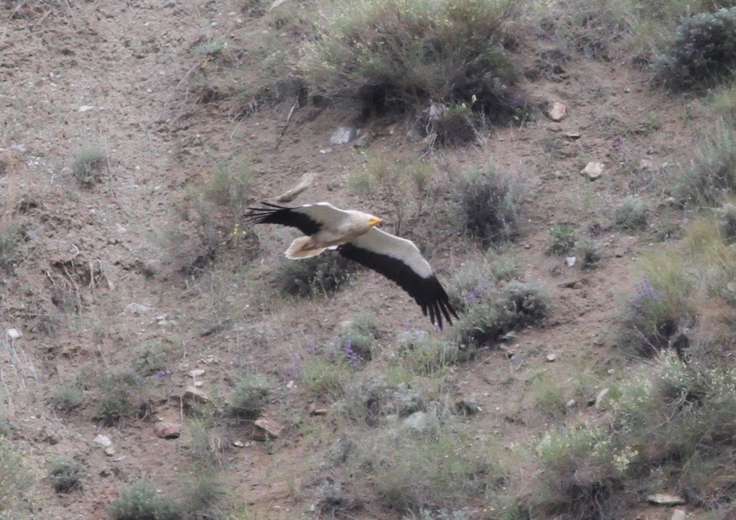 Egyptian Vulture