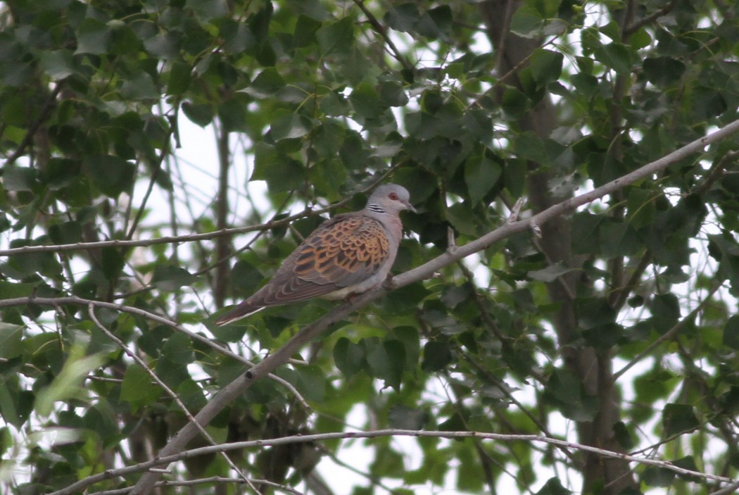 European Turtle Dove
