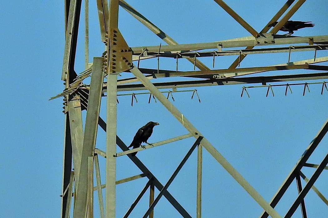 Northern Raven