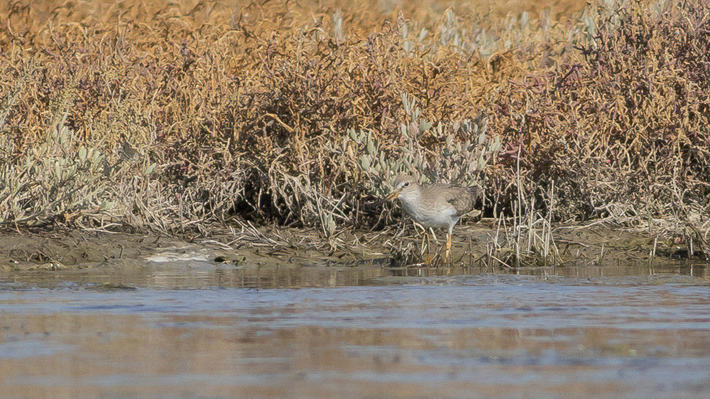 Terek Sandpiper