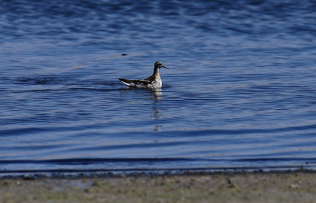 Red-necked Phalarope