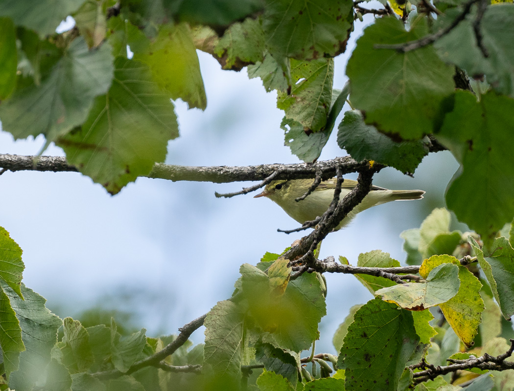 Green Warbler