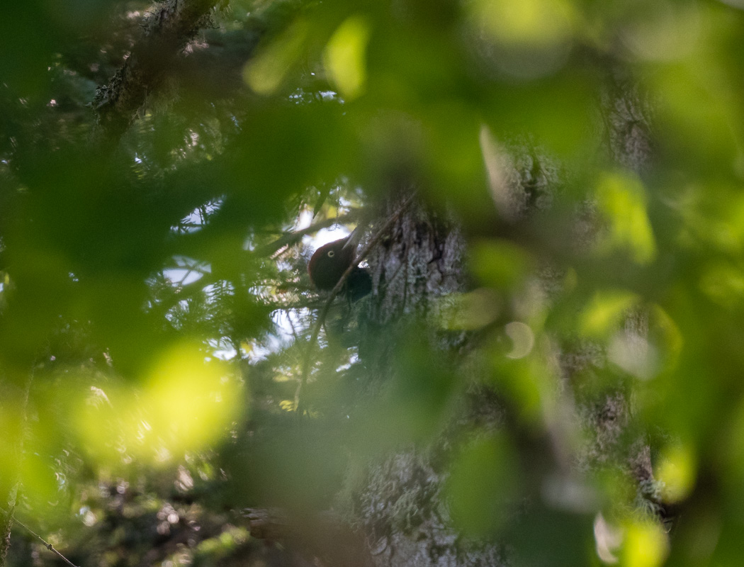 Black Woodpecker