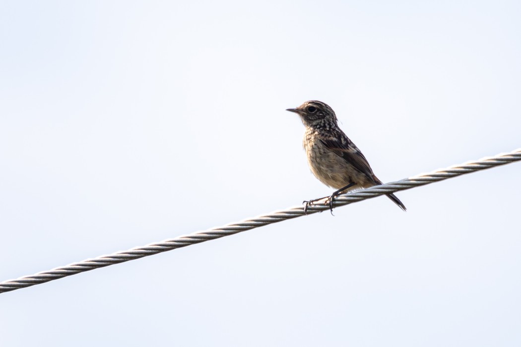 European Stonechat