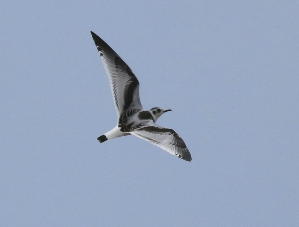 Little Gull